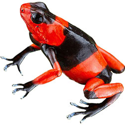 Lehmann's Red Frog